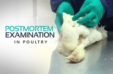 postmortem techniques in poultry